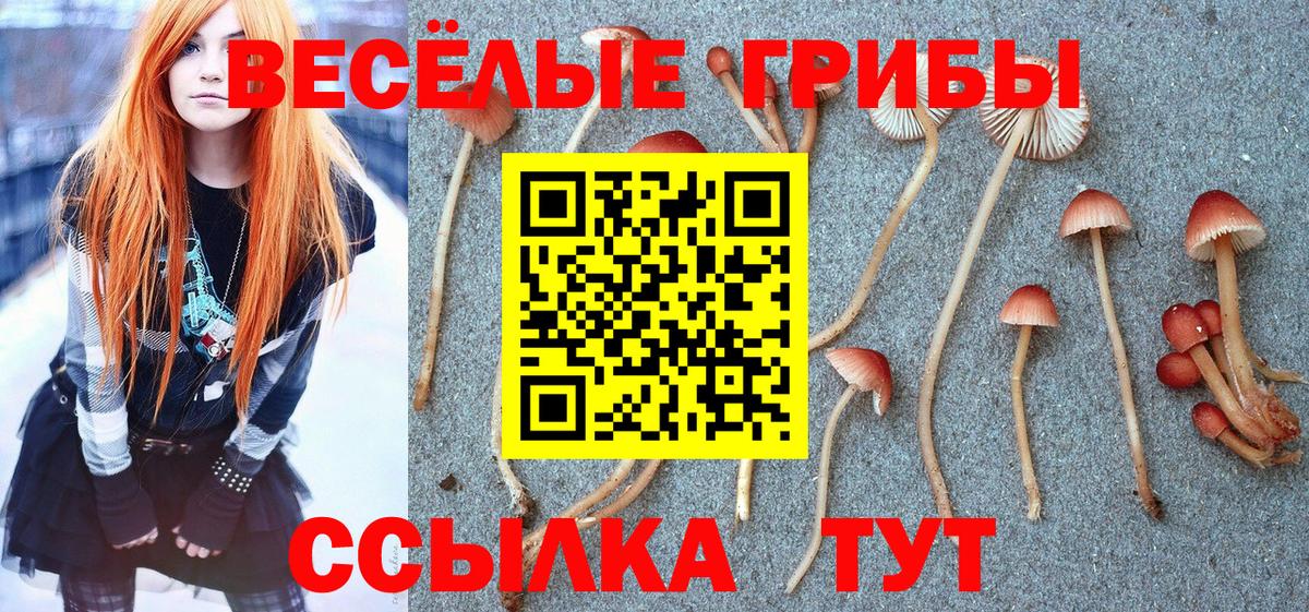 Галлюциногенные грибы Psilocybe Славгород
